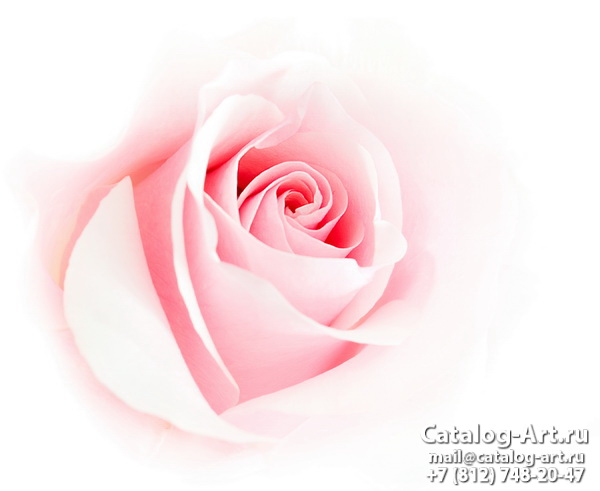 Pink roses 14